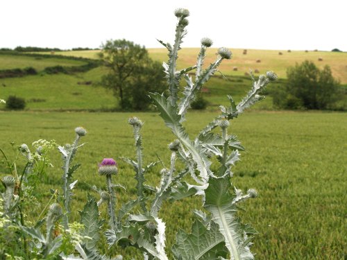 Impressive 7ft tall Scottish Thistle, Radclive, Bucks