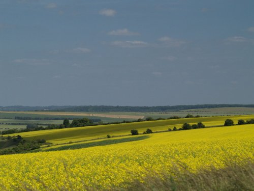 From the Ridgeway, West Ilsley, Berks.