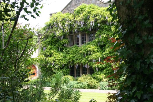 Wisteria