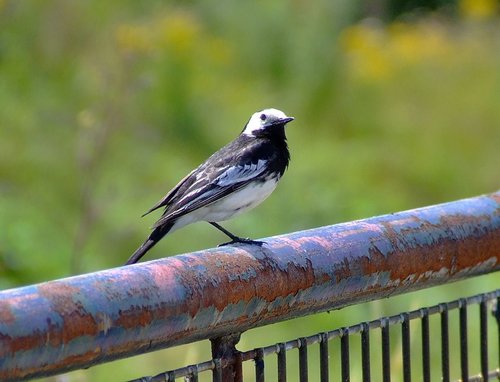 Pied wagtail....motacilla alba ssp yarellii