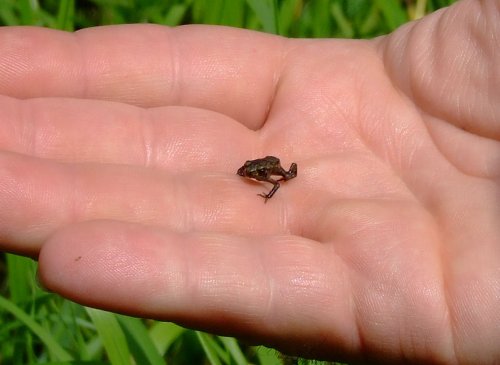 Froglet