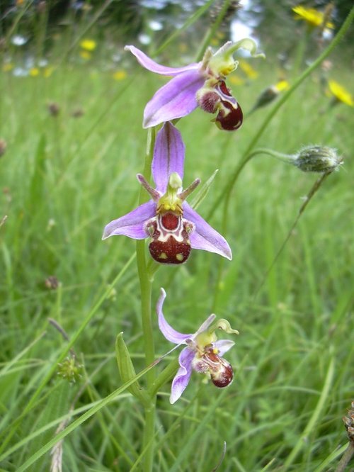 Bee orchid in the wildflower garden