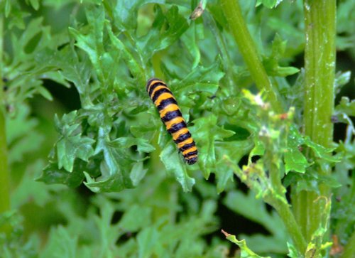 Cinnabar larvae....tyria jacobaeae