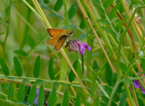 Small skipper.....thymelicus sylvestris