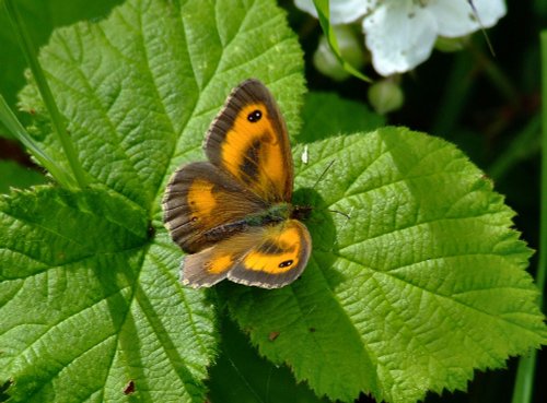 Gatekeeper....pyronia tithonus