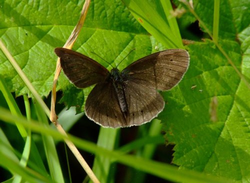 Ringlet.....aphantopus hyperantus (male)