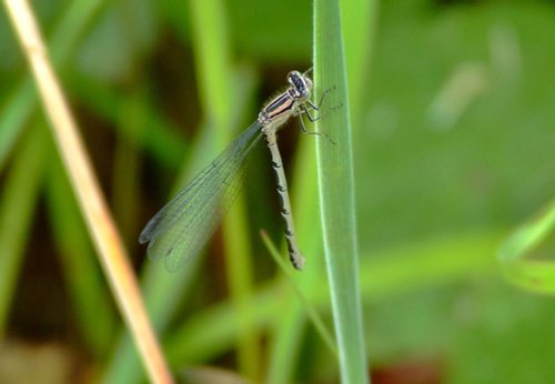 Female common blue damselfly....enallagma cyathigerum