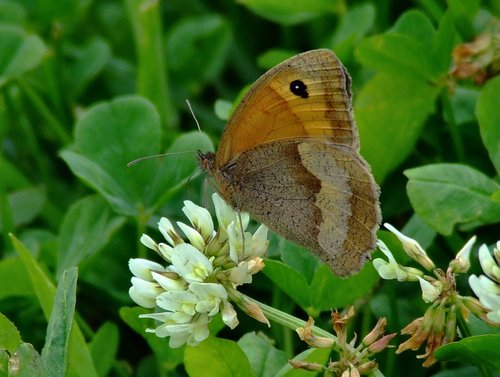 Meadow brown butterfly.