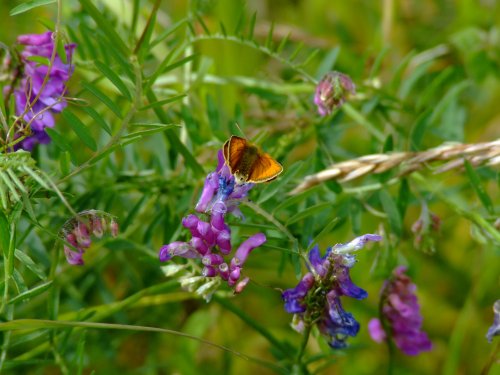 Small skipper.....thymelicus sylvestris (female)