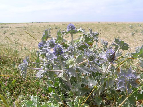 Sea holly growing on Loe Bar, near Porthleven, Cornwall