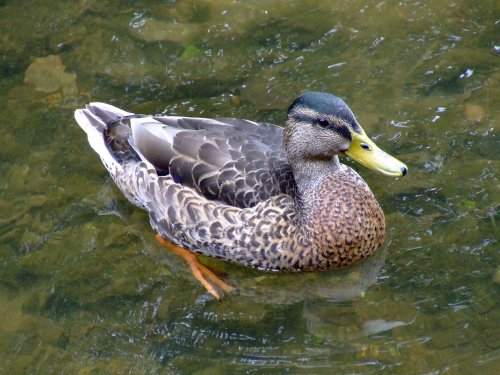 Female mallard on the river, Ashford