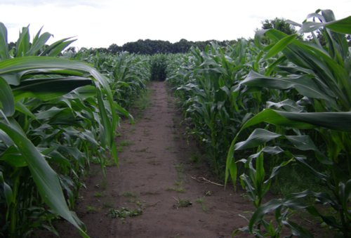 York Maze