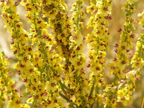 Dark Mullein, near Ewelme, Oxon.