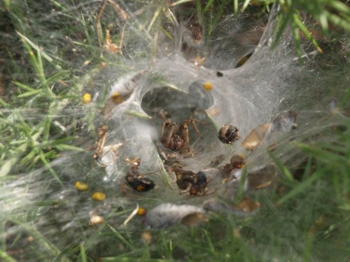 Serious looking spider and web, near Ewelme, Oxon.