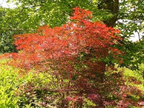 Acers