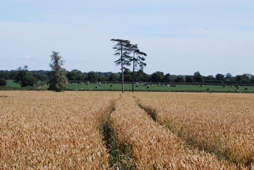 Farmland at Shackerstone