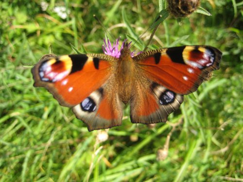 Red Admiral