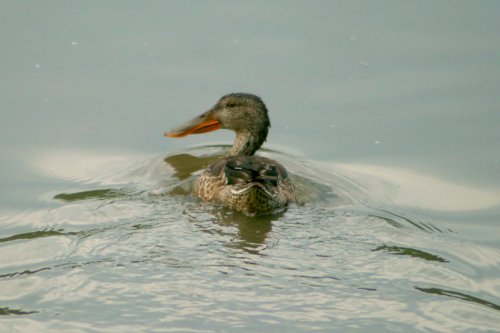 Shoveler on the lake at the Wetland Centre.