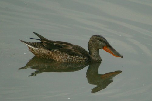 Shoveler on the lake at the Wetland Centre.