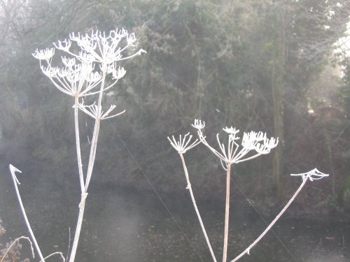 Basingstoke Canal, Up Nately