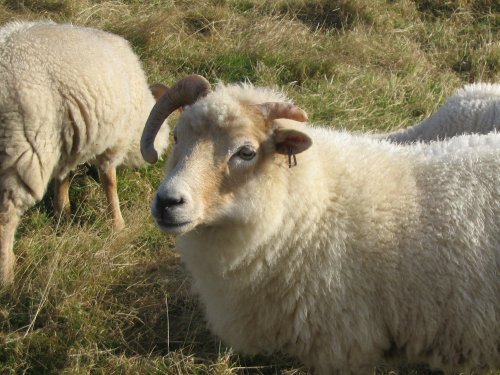 Friendly sheep