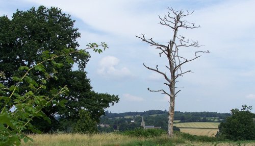 Looking towards Lamberhurst Church