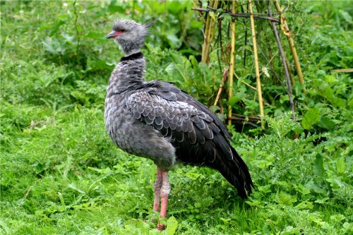 South American Crested Screamer.