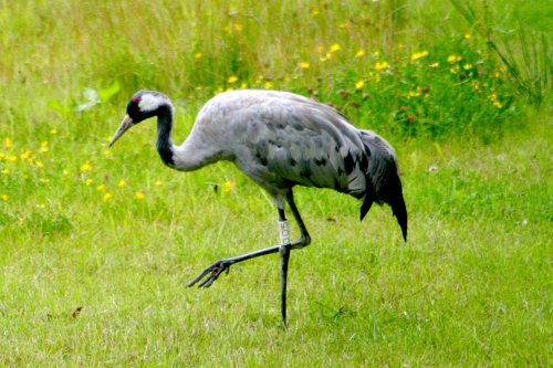 A Crane.