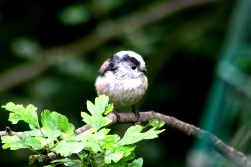 Long-tailed Tit