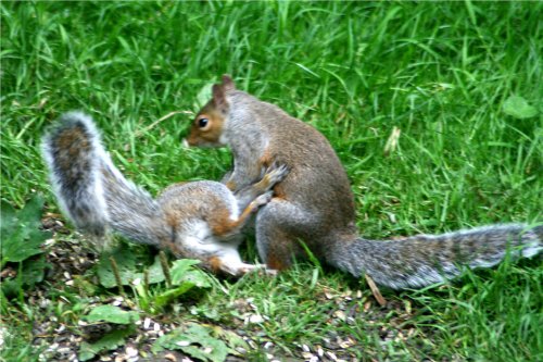 Squirrel Wrestling Match (2)