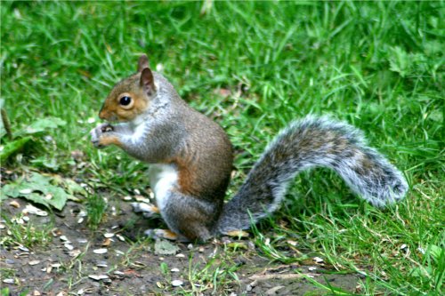 Squirrel Wrestling Match (6)