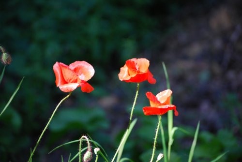 Poppies at Saltwells