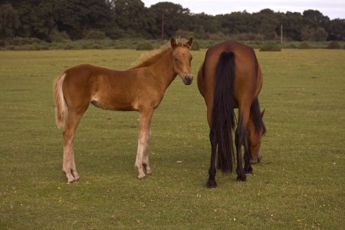 New Forest, Hampshire