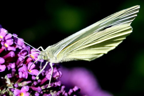 Butterflies-Small White.