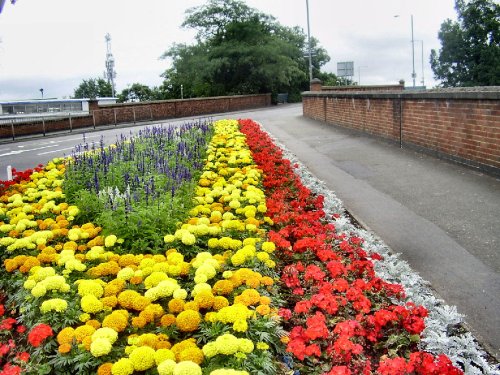 Summer in Bloom