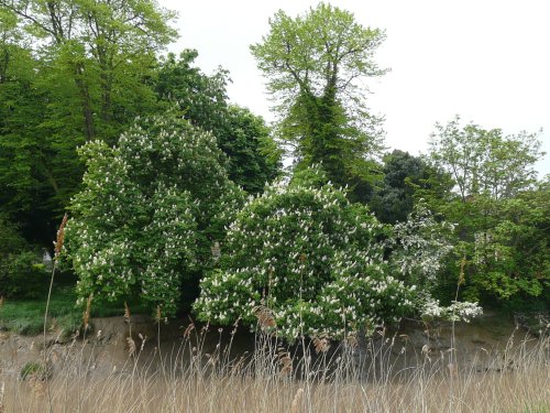 Horse Chestnut trees across the River Parrett