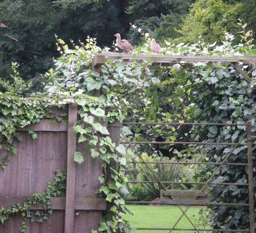 Victorian Walled Garden