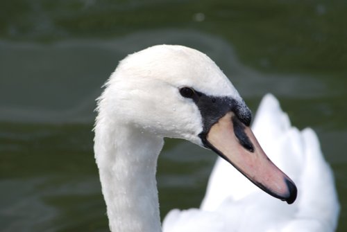 Swan