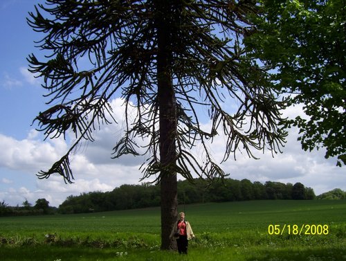 Monkey Puzzle Tree