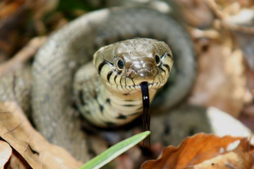 Grass Snake in the New Forest