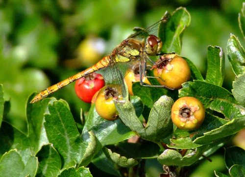 Common darter female.......sympetrum striolatum.