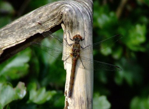 Common darter male......sympetrum striolatum.