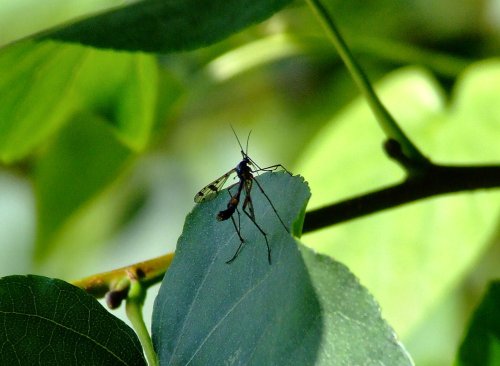 Cranefly....tipula .........