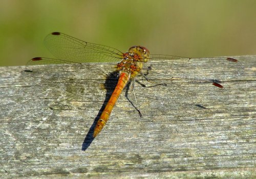 Common darter male (immature)......sympetrum striolatum.