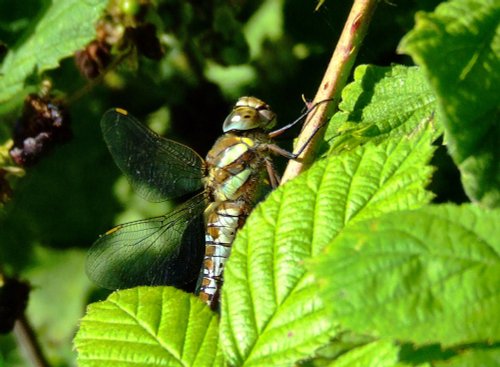 Migrant hawker.....aeshna mixta