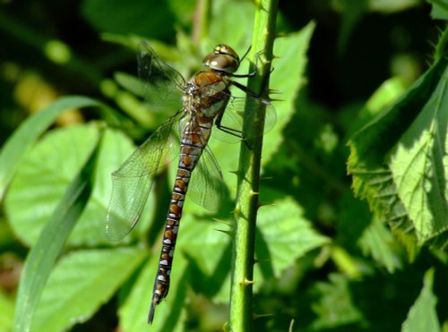 Migrant hawker.....aeshna mixta