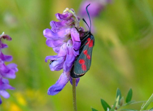 Six spot burnet......zygaena filipendulae