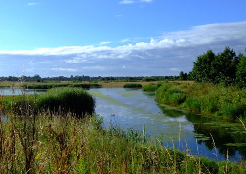 The wetlands