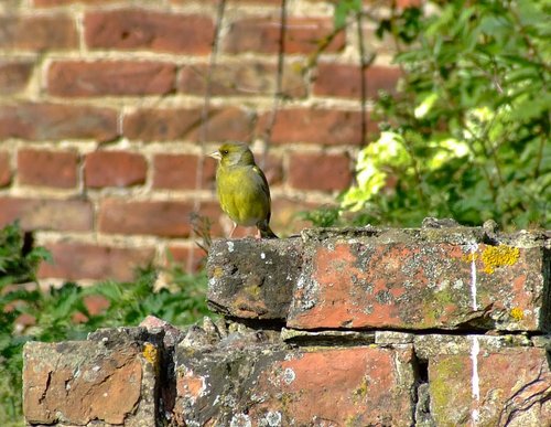 Greenfinch........carduelis chloris