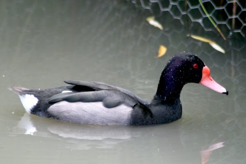 Rosy Billed Pochard